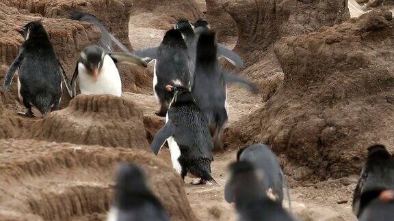 福克兰群岛:跳岩企鹅上坡奔跑