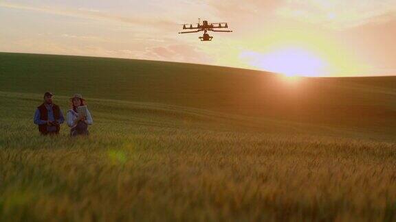 无人机检查小麦作物
