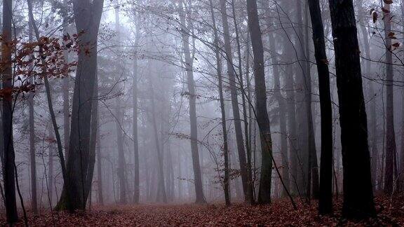 穿过雾蒙蒙的秋林