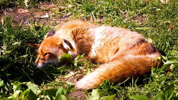 美丽的毛茸茸的野生红狐休息和睡觉后狩猎在阳光灿烂的一天在森林里的草地上