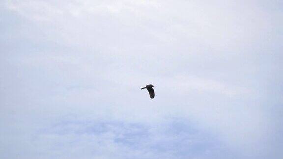 飞翔的高鸟在天空的背景