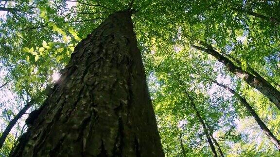 查找!夏天的一天在阿巴拉契亚波科诺斯地区美国宾夕法尼亚州的树林树木树冠