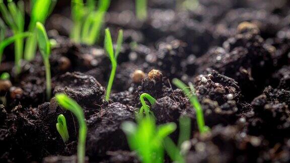 时间流逝香菜种子在地里发芽微绿在家种苗农产品健康营养有机食品