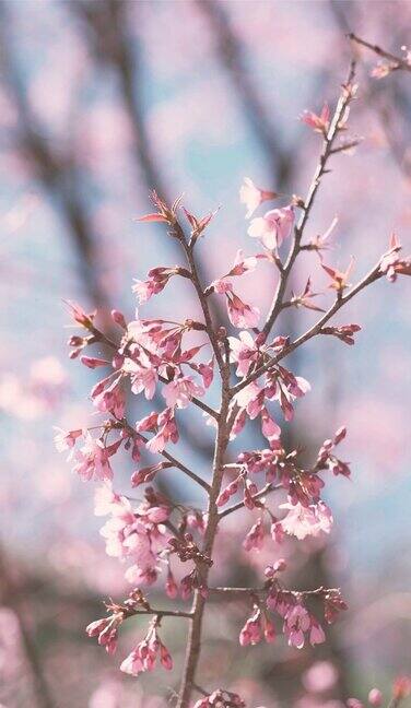 粉红色的樱花枝在春天垂直绽放