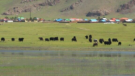 蒙古草原上的牦牛过河