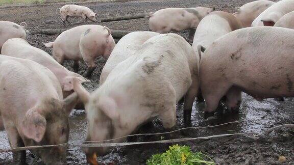 农场里进食的猪