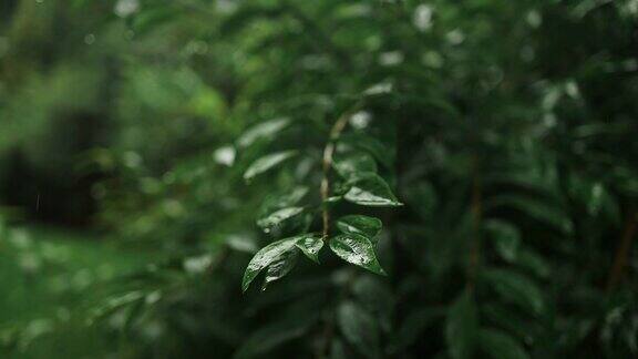 雨淋在茂密的森林里丛林里的雨特写水滴固定在绿叶上热带森林里的雨天雨滴落在树叶上大雨落在树叶上