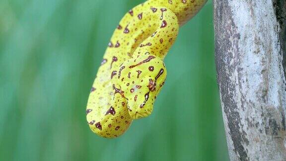 幼年绿树蟒蛇在树上弹舌头