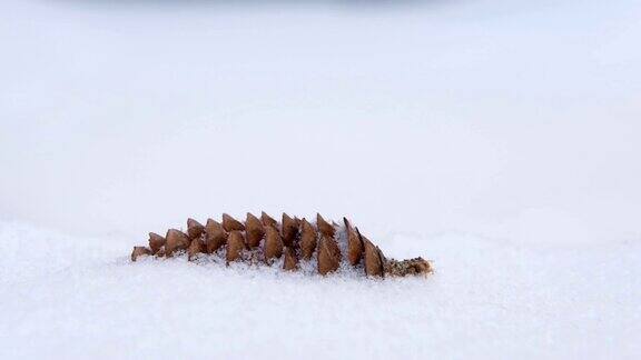 冷杉锥体躺在雪地里