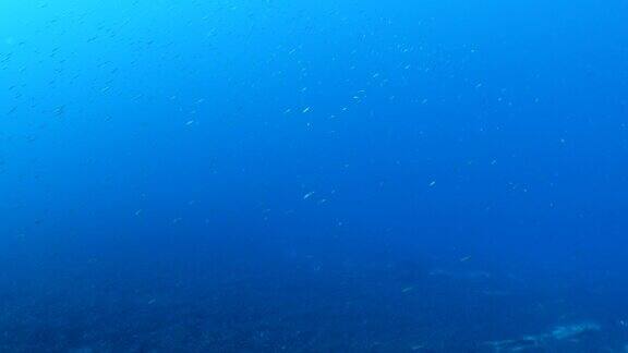 鱼群成群地在礁石上游动一起形成了地中海碧海碧水的海洋风光行为