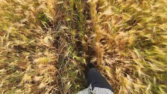 农学家的双腿穿着靴子踏在草地上成熟的大麦茎上年轻农夫的公脚在麦田里穿过麦秆农业经营观点慢动作