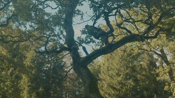 森林里的老橡树