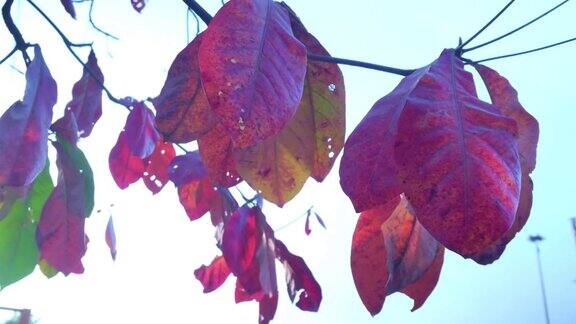 红色的叶子叶子干燥