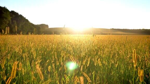 夏季白天黄麦田自然概念