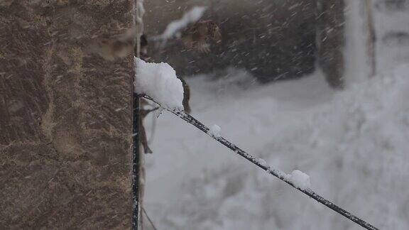 鸟儿在下雪时飞翔