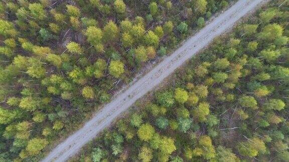森林中公路的鸟瞰图