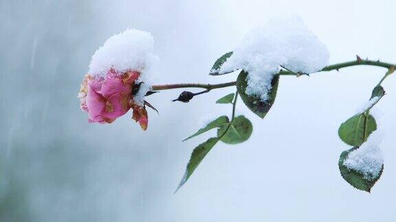 雪花落在玫瑰花上