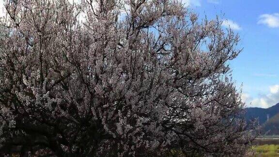 西藏林芝地区桃花盛开