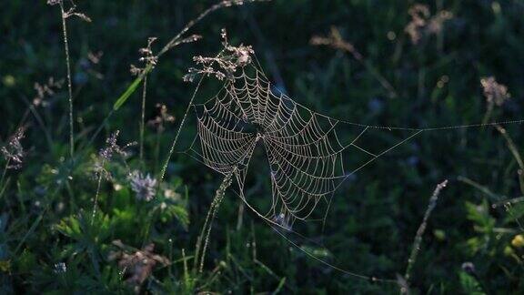 在一个雾蒙蒙的阳光明媚的早晨蜘蛛网