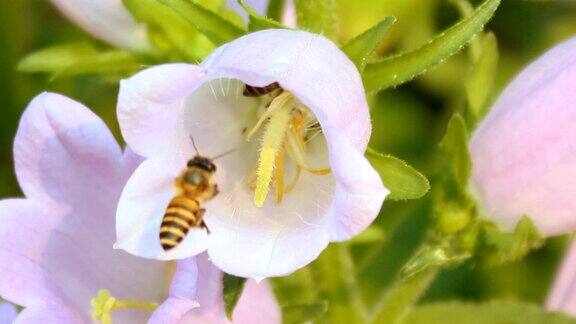 蜜蜂是花的花蜜