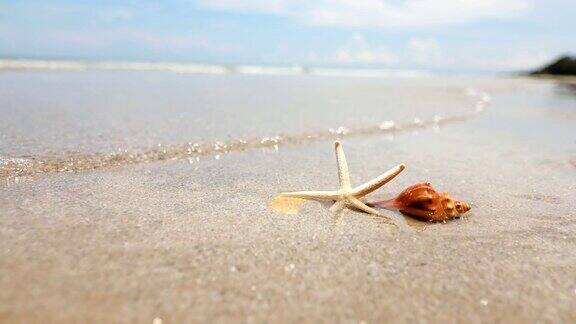 沙滩上的海星和贝壳