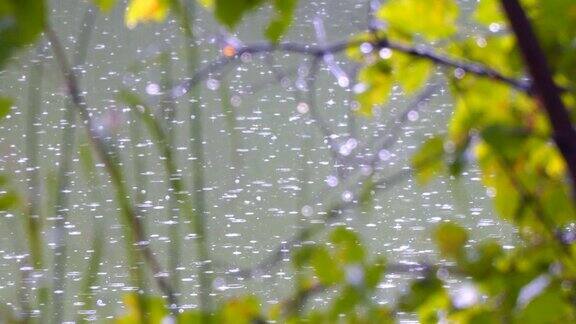 雨水落在河上森林的景色