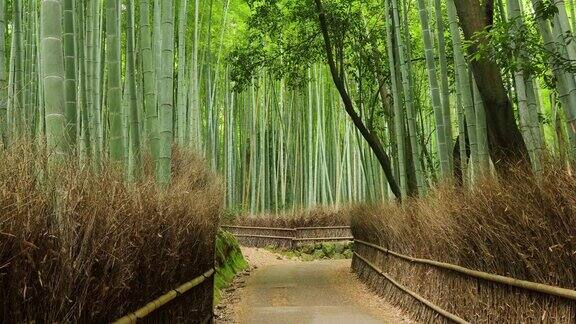 京都的竹林