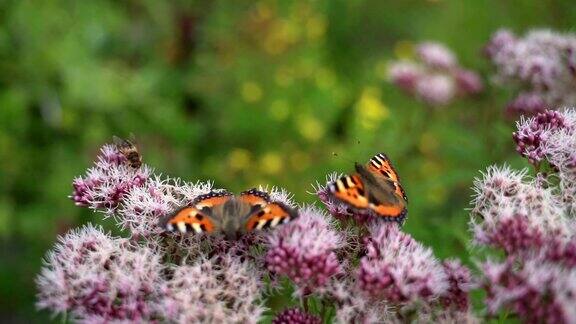 两只蝴蝶在花丛中寻找紫色牛至植物上的花粉特写镜头