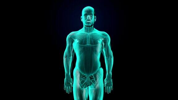 放大人体内部器官消化系统前视图