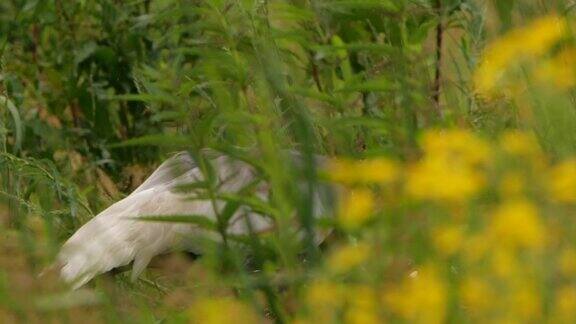 白头鹤(安提戈涅)-兴安自然保护区