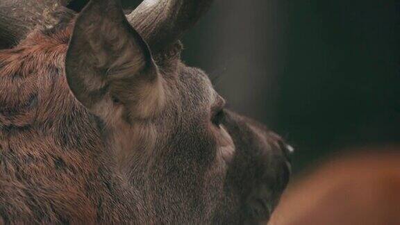 雄性欧洲马鹿或麋鹿在发情时会咆哮马鹿生活在欧洲大部分地区高加索山区亚洲部分地区雄鹿在秋天的森林里咆哮