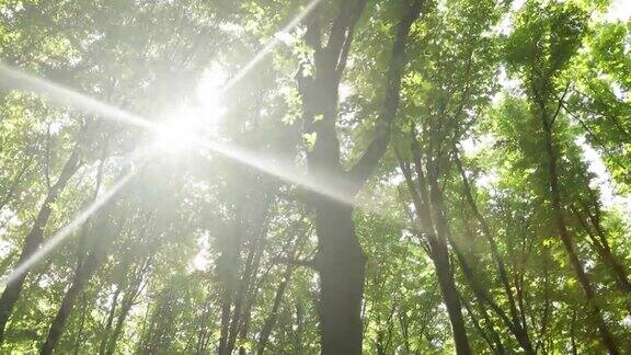 夏天的森林树木大自然绿色木材阳光背景