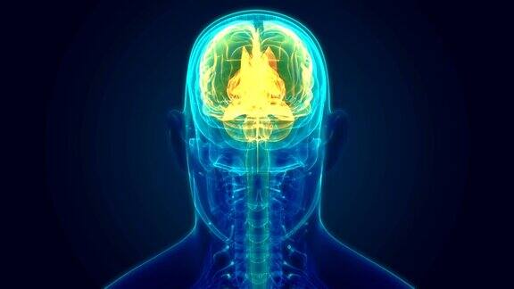 人体中枢神经系统和大脑解剖