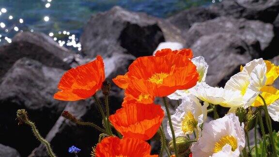 五彩缤纷的罂粟花盛开在日内瓦湖的石头上瑞士蒙特勒