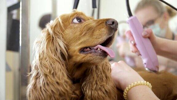 快乐的狗在沙龙剃毛期间的肖像
