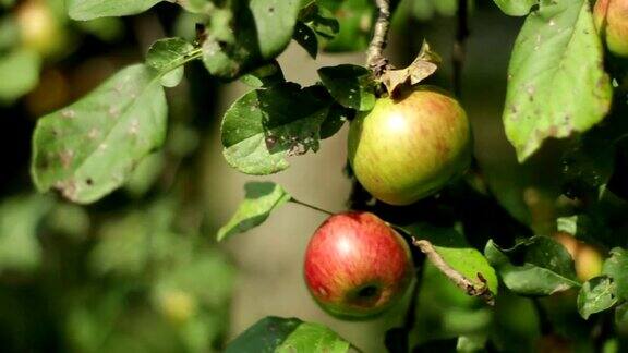 苹果树枝上的红苹果