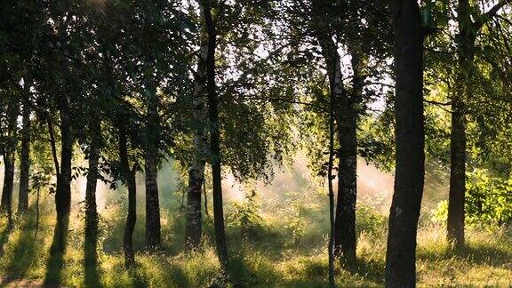 阳光穿过树木和雾雾向左边游去时间流逝