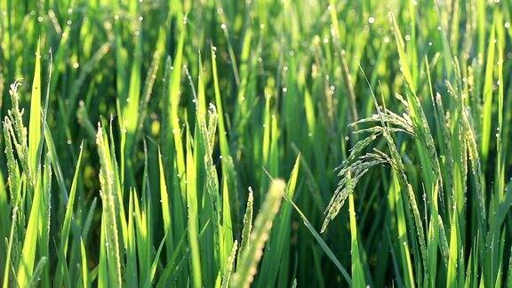 稻田里的稻谷随风摇摆