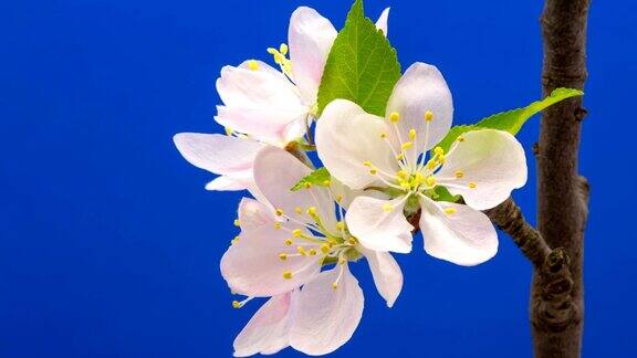 野生苹果树花在蓝色背景下生长的高清时间间隔盛开的花上色度键背景剪下背景