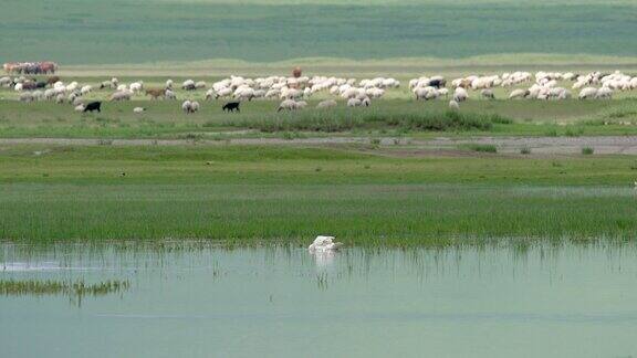 湖上孤独的天鹅被成群的动物包围着
