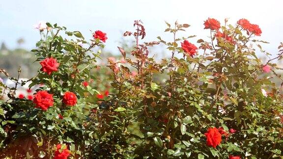 花园里的玫瑰是4k