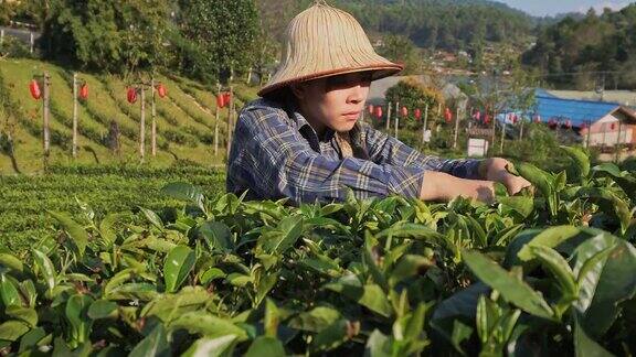 泰国梅洪森采茶女在摘茶叶