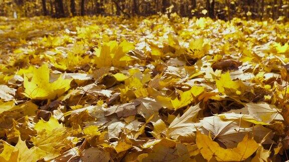 森林景观中地上的黄色落叶