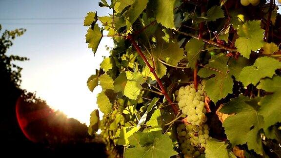 日落时葡萄园里的白葡萄