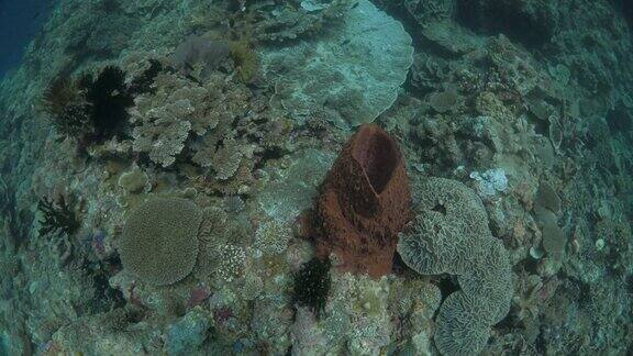 鸟瞰图热带珊瑚礁与珊瑚和海绵