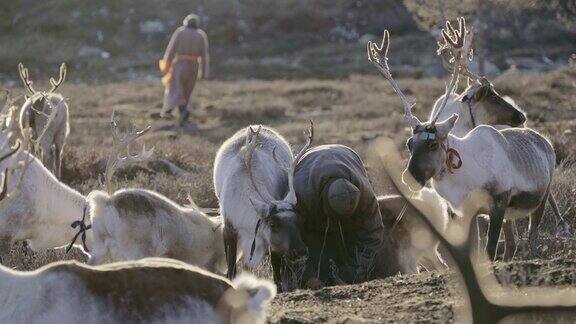 蒙古人放牧驯鹿