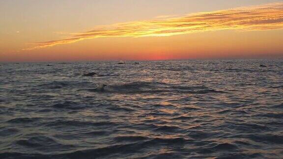 海豚在太阳升起时跃出海面