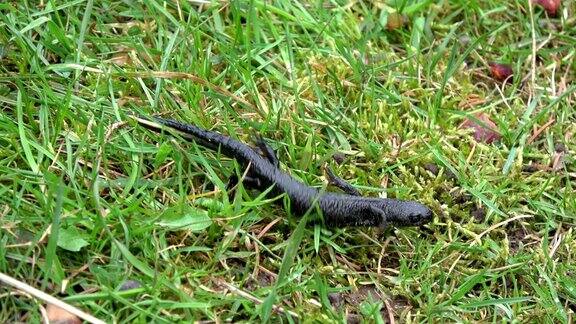 大冠蝾螈在草地上爬行