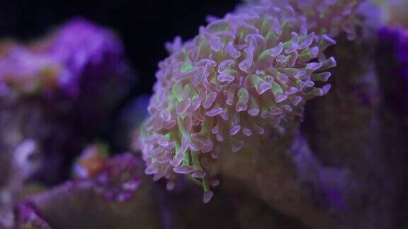 澳大利亚、太平洋的软珊瑚和色彩斑斓的热带鱼