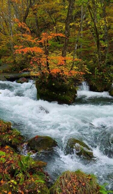 秋天或秋天的森林里风吹着的红枫和流水的美丽风景日本青森县的河濑河智能手机拍摄的垂直视频旅行